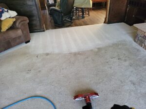 deep cleaning family room carpeting to remove dog stains