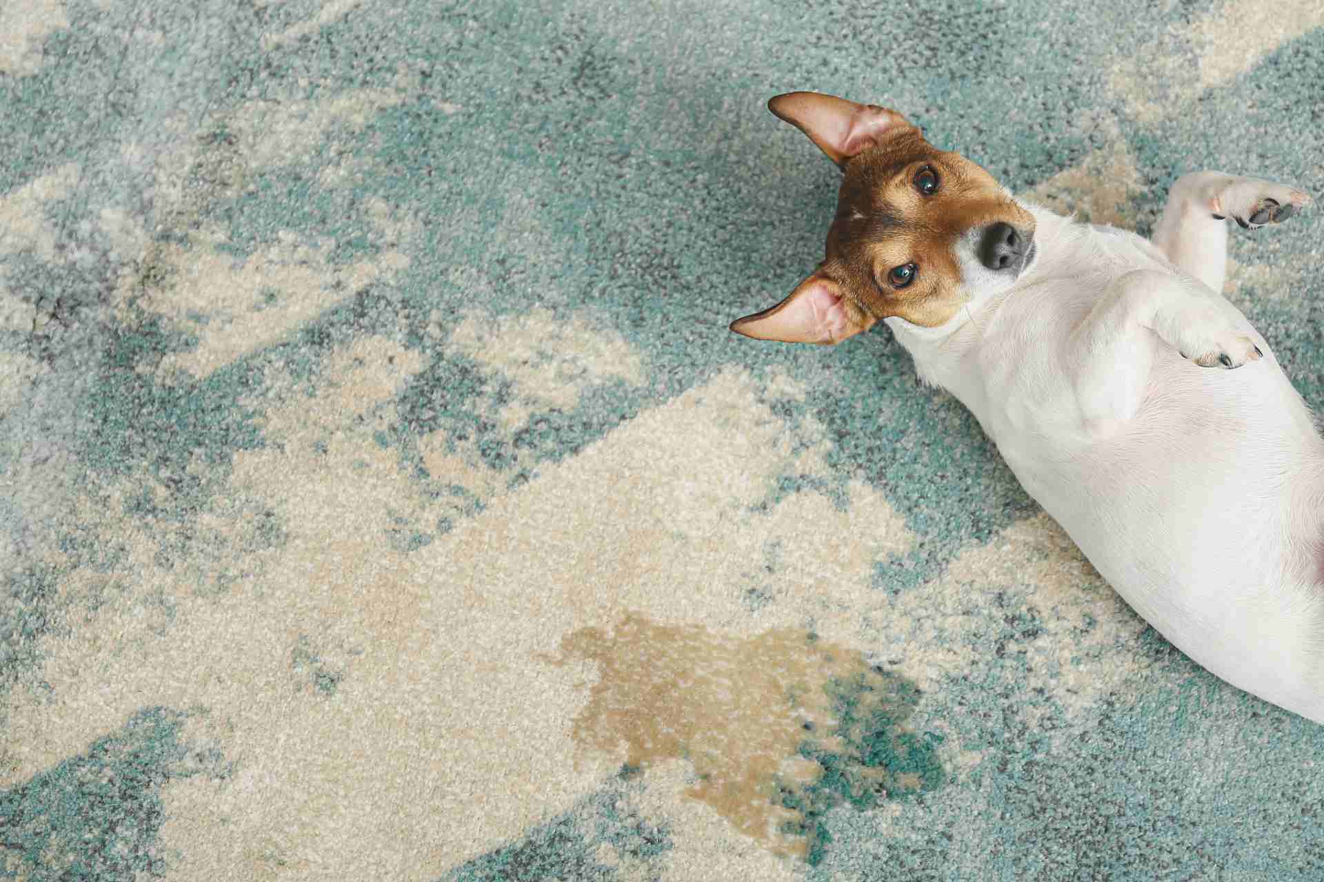 A dog lying on its back, relaxed, on a soft blue rug, showcasing its playful and carefree demeanor.